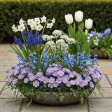 Green boutiQ - Blumenzwiebeln - Bulb Garden Blue mix - Verschiedene Sorten - Farbe Blau - 125 Stück - Geschenkverpackung