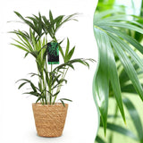 Green boutiQ - Zimmerpflanze - Howea Forsteriana - Kentia-Palme - Wenig Pflege - Grün - 1 Pflanze - mit Korb - Topf 19cm - Höhe 80-85cm