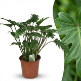 Green boutiQ - Zimmerpflanze - Philodendron - Philodendron Xanadu - Grün - Pflegeleicht - 1 Pflanze - Topf 19cm - Höhe 60cm