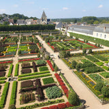 Green boutiQ - Buxus-Hecke - BetterBuxus Babylon Beauty - Resistent gegen Buchsbaumkrankheiten - 12 Pflanzen - 2 laufende Meter - Topf 13cm Höhe 30-35