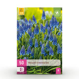 Green boutiQ - Blumenzwiebeln - Muscari Armeniacum - Farbe Blau - 50 Stück - Zwiebelgröße 8/9 - XXL Pack