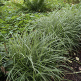 Laîche du Japon Ice Dance en godet - Carex morrowii - H 10-25 cm, pot Ø9 cm - photo 6