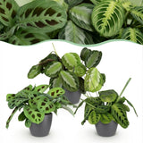 Green boutiQ - Zimmerpflanze - Maranta Silverband, Maranta Lemon Lime, Maranta Kerchoveana - Gebetspflanze - Tierfreundliche Pflanze - Grün - 3 Pflanzen - mit Übertopf Grau - Topf 12cm - Höhe 25cm