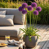 Green boutiQ - Blumenzwiebeln - Allium Purple Rain - Farbe Lila - 40 Stück - Zwiebelgröße 10/12