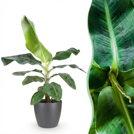 Green BoutiQ - Zimmerpflanzen - Musa acuminata Dwarf Cavendish - Bananenpflanze - Pflegeleicht - Grün - 1 Pflanze - mit Übertopf Grau - Topf 21cm - Höhe 70-75cm
