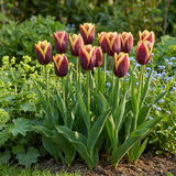 Tulipe My Favourite Topping en mélange - calibre 11/12