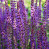 Sauge des bois Ostfriesland en godet - Salvia nemorosa - H 10-25 cm, pot Ø9 cm - photo 5