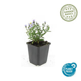 Aster nain Professor Anton Kippenberg en godet - Symphyotrichum dumosum - H 10-25 cm, pot Ø9 cm - photo 3