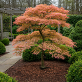 Green boutiQ - Terrassenpflanze - Japanischer Ahorn - Acer palmatum Iyoshi - Rosa - 2 Pflanzen - Laubabwerfend - Topf 19cm Höhe 70cm
