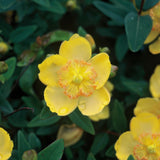 Millepertuis à grandes fleurs en godet - Hypericum calycinum - H 10-25 cm, pot Ø9 cm - photo 5