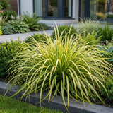 Laîche Evergold - Carex oshimensis - H 15-25 cm, pot Ø11 cm - photo 6