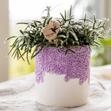Kolibri Company | Pflanzenset Bloom Purple | Lila Vienna Orchidee + Grünpflanzen inkl. Übertöpfe