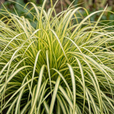Laîche Evergold - Carex oshimensis - H 15-25 cm, pot Ø11 cm - photo 5