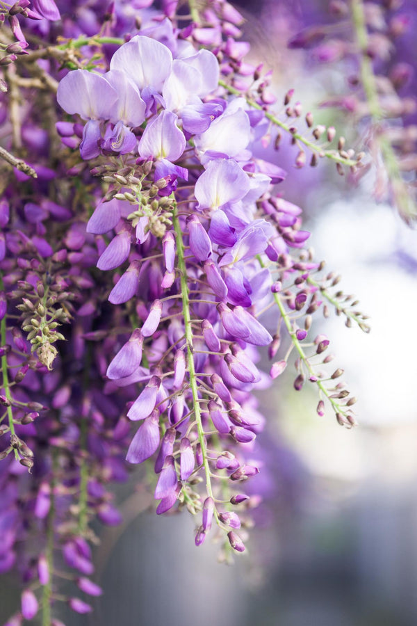 Glycine du Japon Naga Noda - Wisteria floribunda - 2 plants