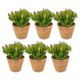 Arbre de jade avec paniers - Crassula ovata - lot de 6