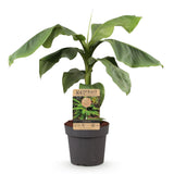 Green boutiQ - Obstpflanze - Japanische Faserbanane - Musa Basjoo - Winterhart - Topf 21cm Höhe 90cm