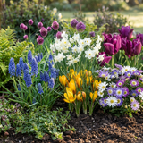 Mélange de bulbes de printemps, grande quantité