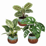 Baby plantes surprise avec cache-pots cuivre - lot de 3 mini plantes tropicales