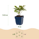 Astilbe Fanal - H 15-25 cm, pot Ø11 cm - photo 3