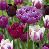 Tulipe Blueberry en mélange - 48 bulbes