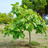 Green boutiQ - Gartenpflanze - Ficus carica Brown Turkey - Hochstamm - Terrassenpflanze - Laubabwerfend - Pflegeleicht - Topf 19cm Höhe 90cm