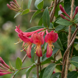 Chèvrefeuille de Henry - Lonicera henryi - H 35 cm, pot Ø9 cm - photo 3