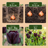 Tulipe noire - calibre 10/11