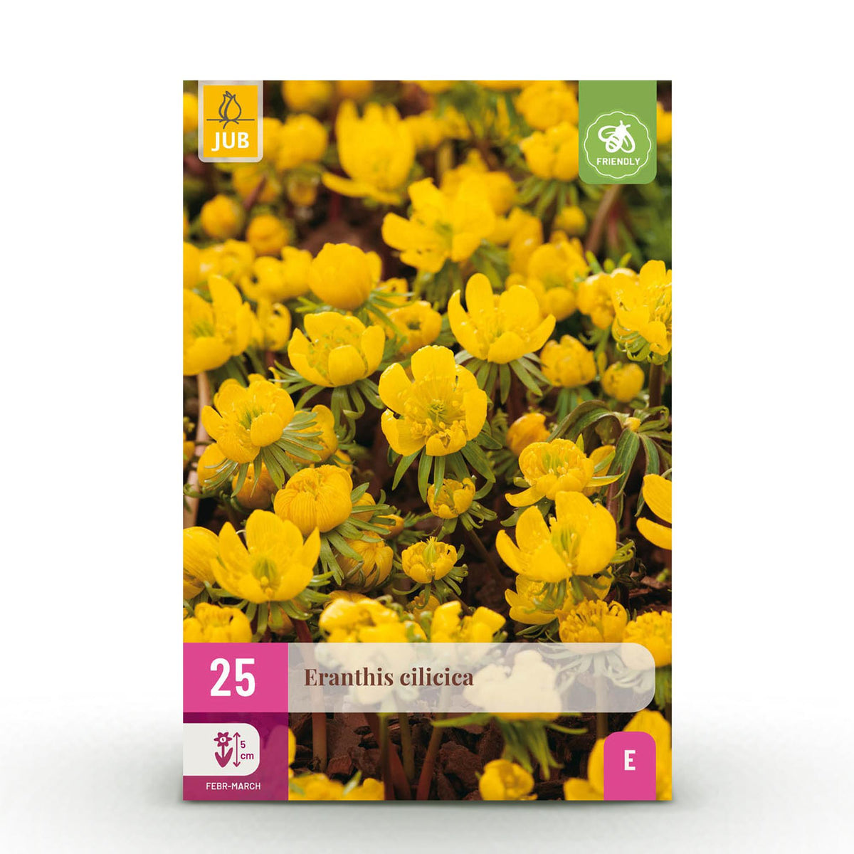 Green boutiQ - Blumenzwiebeln - Eranthis Cilicica - Farbe Gelb - 25 Stück - Zwiebelgröße 4/5 - XXL Pack