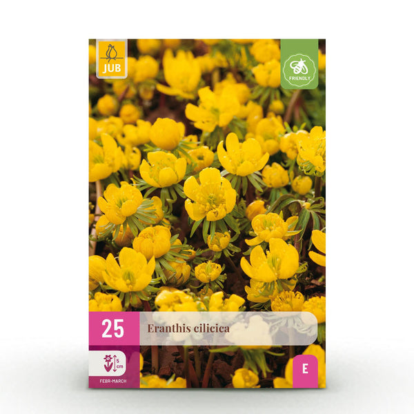 Green boutiQ - Blumenzwiebeln - Eranthis Cilicica - Farbe Gelb - 25 Stück - Zwiebelgröße 4/5 - XXL Pack