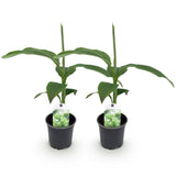 Green boutiQ - Obstpflanze - Bananenpflanze - Musa Basjoo - Winterhart - 2 Pflanzen - Topf 12cm Höhe 30cm
