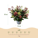 1x - Terrassenpflanze - Skimmia japonica Festival - Blüten Weiß & Rot - 15+ Blüten - 1 Pflanze - Winterhart - Topf 15cm Höhe 30cm