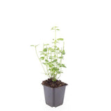 Agastache Black Adder en godet - Agastache hybride - H 10-25 cm, pot Ø9 cm - photo 2