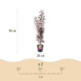 Érable du Japon Atropurpureum - H 90 cm, pot Ø26 cm