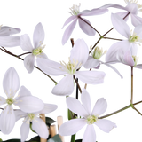Clematis armandii Apple Blossom - Immergrüne Clematis Hellrosa - Ø15cm - ↕65cm