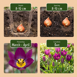 Tulipe botanique Persian Pearl - calibre 6/7