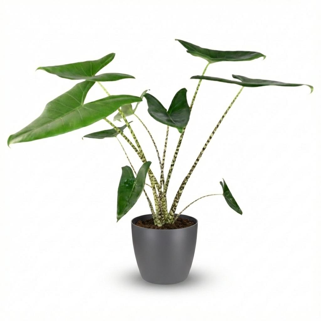 Green boutiQ - Zimmerpflanze - Elefantenohr - Alocasia Zebrina - Grün - Pflegeleicht - 1 Pflanze - mit Übertopf Grau - Topf 21 cm - Höhe 70 - 75cm