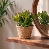 Arbre de jade avec paniers - Crassula ovata - lot de 6
