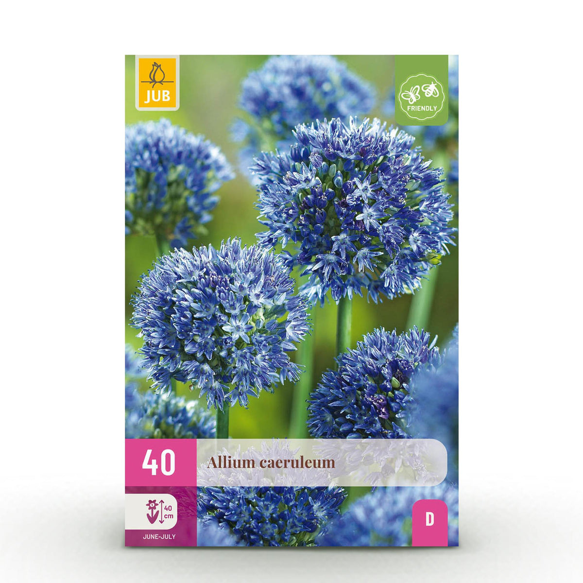 Green boutiQ - Blumenzwiebeln - Allium Caeruleum - Farbe Blau - 40 Stück - Zwiebelgröße 4/5 - XXL Pack