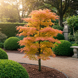 Green boutiQ - Terrassenpflanze - Japanischer Ahorn - Acer palmatum Katsura - Orange - 2 Pflanzen - Laubabwerfend - Topf 19cm Höhe 70cm