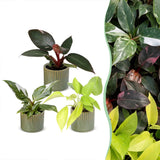 Baby Philodendron avec cache-pots Linnea olive - Pink Princess, White Princess et Neon - lot de 3