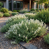 Thym rampant blanc Albiflorus - Thymus praecox - H 15-25 cm, pot Ø11 cm - photo 6