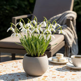 Green boutiQ - Blumenzwiebeln - Galanthus Elwesii - Farbe Weiß - 25 Stück - Zwiebelgröße 5/6 - XXL Pack