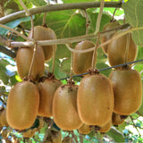 Kiwis Hayward et Weiki - 1 mâle et 3 femelles - 4 plants - H 50 cm, pot Ø15 cm