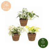 Pothos tricolore avec paniers - Epipremnum - lot de 3