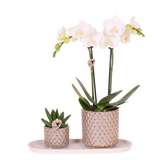 Orchidée Phalaenopsis blanche Mineral Amabilis et succulente - coffret Diamond Pearl sable
