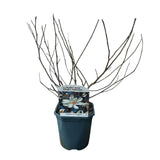 Green boutiQ - Sträucher - Magnolia Stellata - Blüte Weiß - 1 Pflanze - Laubabwerfend - Wenig Pflege - Topf 17cm Höhe 45cm