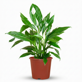 Green boutiQ - Zimmerpflanze - Einblatt - Spathiphyllum - Weiß - Pflegeleicht - 1 Pflanze - Topf 19cm - Höhe 70 - 80cm