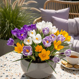 Green boutiQ - Blumenzwiebeln - Krokus Großblumig Mischung - Verschiedene Farben - 30 Stück - Zwiebelgröße 7/8 - XXL Pack