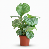 Green boutiQ - Zimmerpflanze - Pfauenpflanze - Calathea Orbifolia - Grün - Pflegeleicht - 1 Pflanze - Topf 21cm - Höhe 60 - 70cm