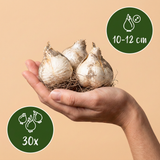 Ail d'ornement en mélange violet et blanc